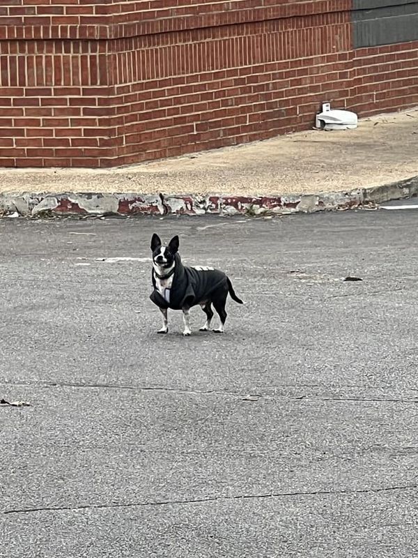 Lost Dog in Memphis, Tennessee — listing photo