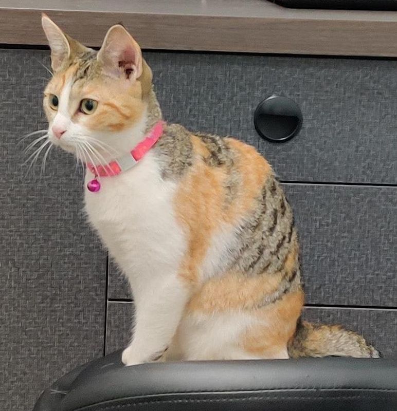 Lost Cat in Atlanta, Georgia — Trying to find owner of lost cat