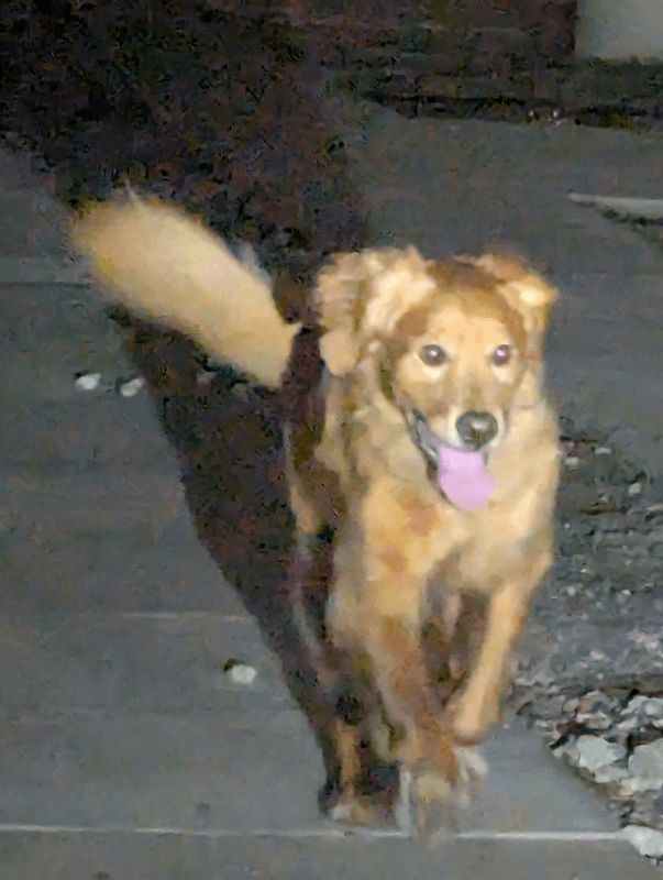 Lost Dog in Austin, Texas — Just saw this good boy running around two blocks east of Manchac on Redd in South Austin