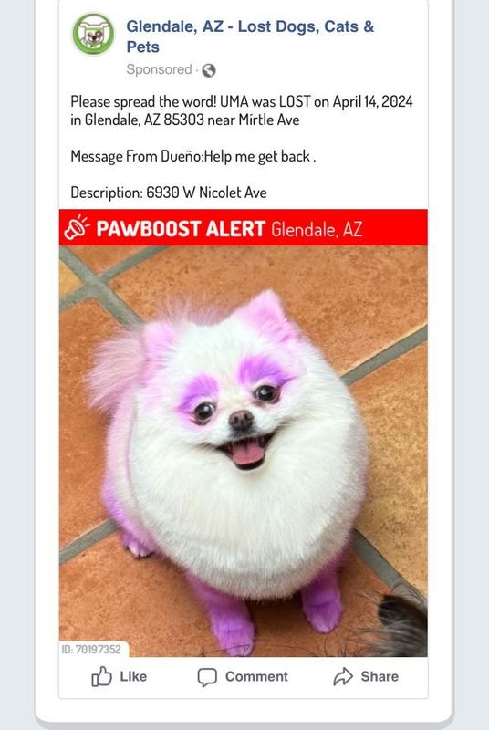 Lost Dog in Glendale, Arizona — listing photo