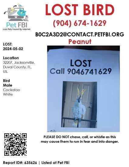 Lost Pet in Jacksonville, North Carolina — listing photo