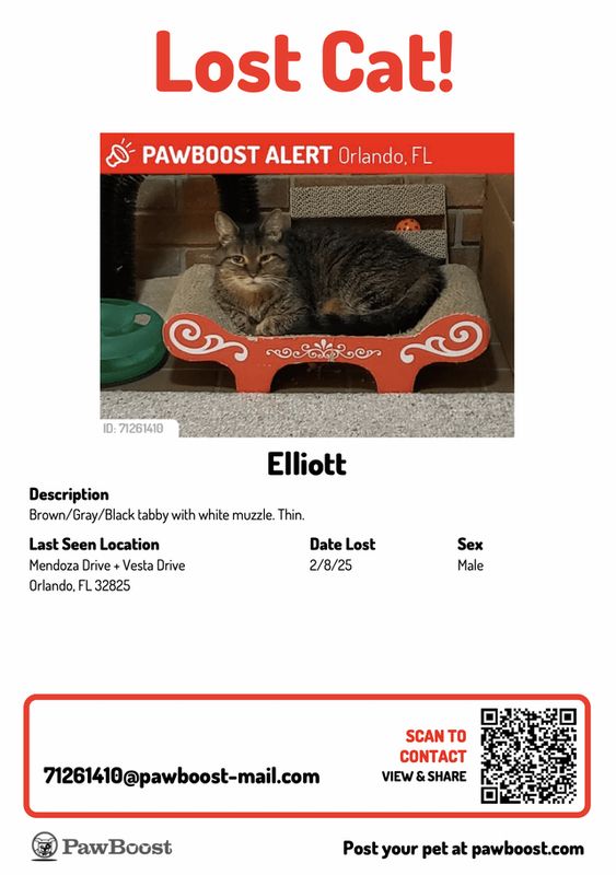 Lost Cat in Orlando, Florida — Help! Lost Cat in East Orlando