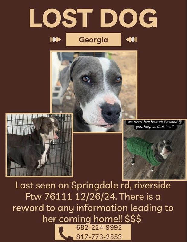 Lost Dog in Fort Worth, Texas — listing photo