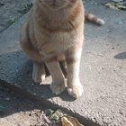 Found Cat in Indianapolis, Indiana — Abandoned Kitten is Looking for a New Home! (Indianapolis, IN)