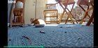 Lost Cat in Chula Vista, California — listing photo