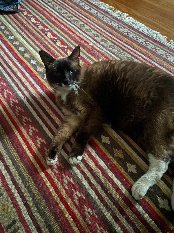 Lost Cat in Pittsburgh, Pennsylvania — listing photo