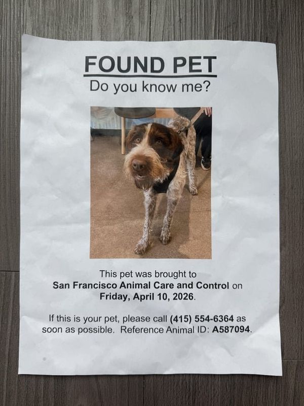 Lost Dog in San Francisco, California — listing photo