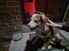Found Dog in Hollywood, Florida — listing photo