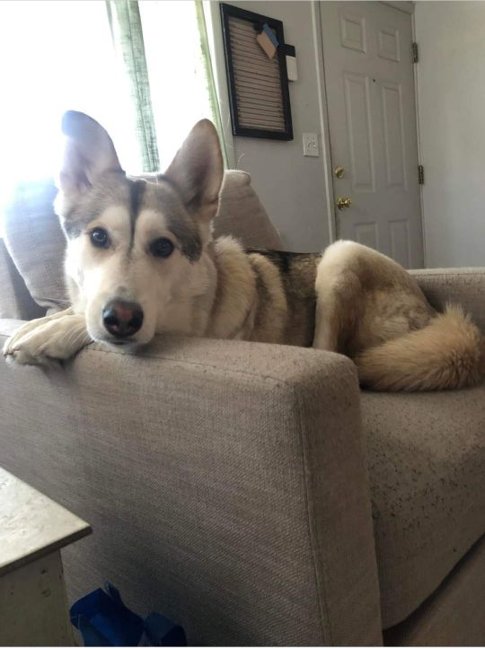 Lost Dog in Salem, Oregon — listing photo