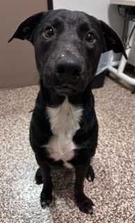 Found Dog in Houston, Texas — listing photo