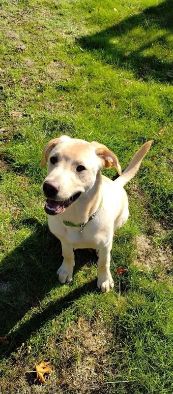 Found Dog in Lacey, Washington — listing photo