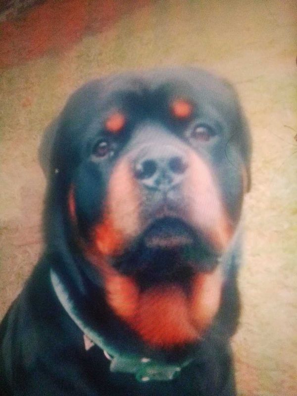 Lost Dog in Chehalis — listing photo