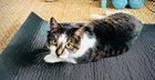Lost Cat in Chicago, Illinois — listing photo