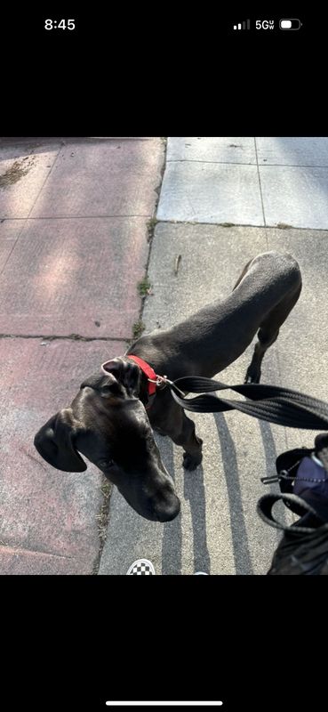 Lost Dog in Oakland, California — listing photo