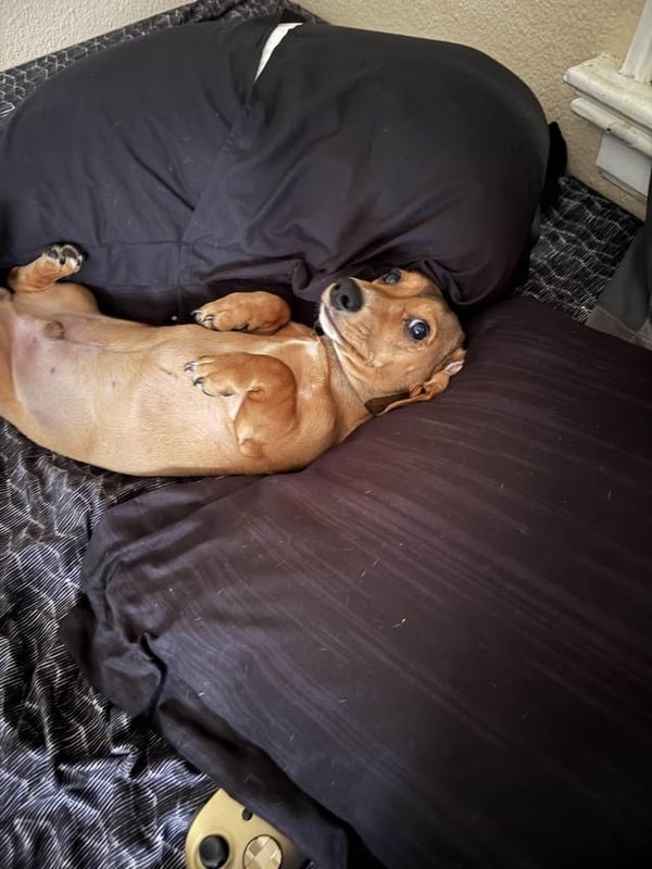 Lost Dog in Portland, Oregon — listing photo