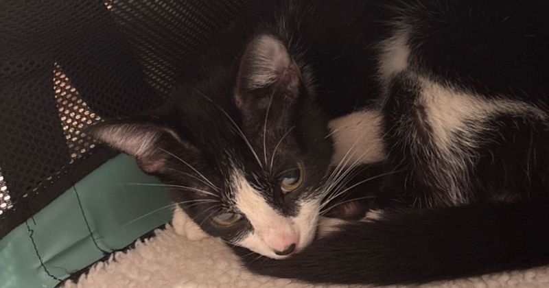 Lost Cat in Baltimore, Maryland — listing photo