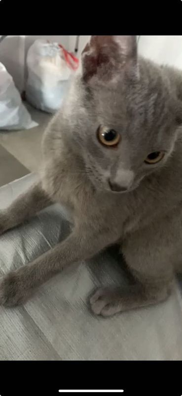 Lost Cat in Deltona, Florida — listing photo