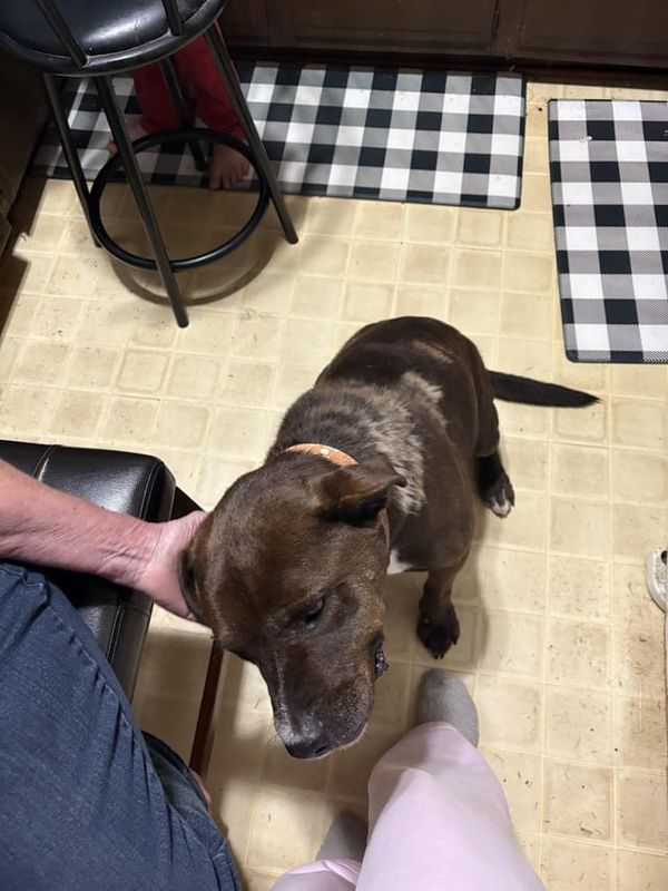 Lost Dog in Winston-Salem, North Carolina — listing photo