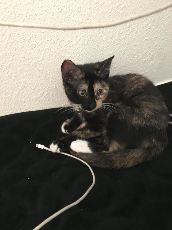 Lost Cat in El Paso, Texas — listing photo