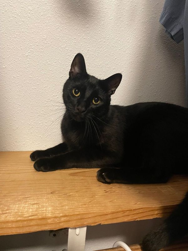 Lost Cat in Huntsville, Texas — listing photo