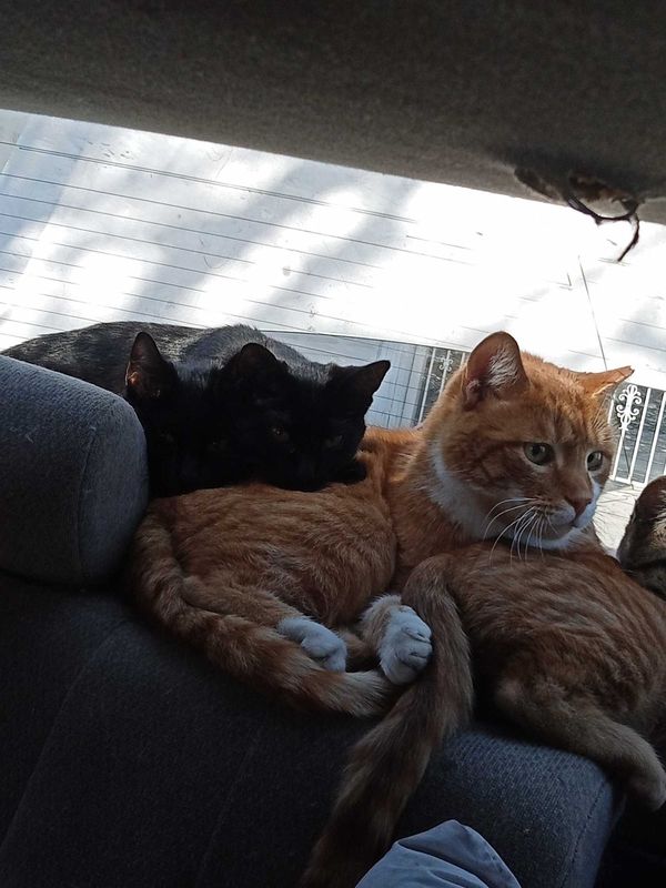 Lost Cat in K — listing photo