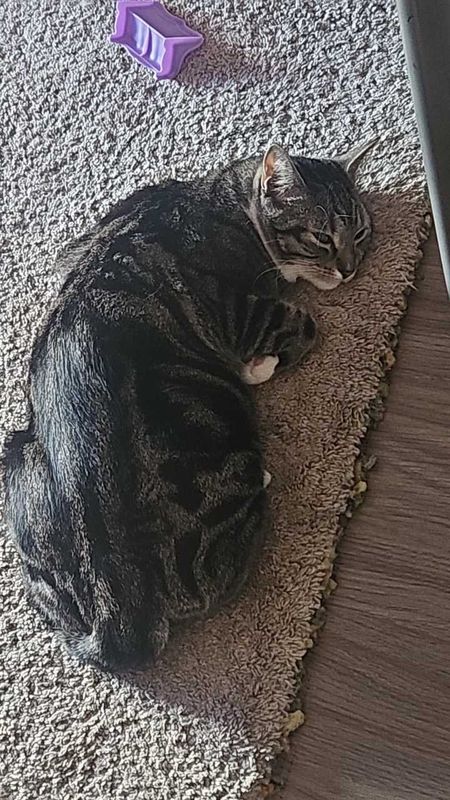 Lost Cat in Walsenburg — listing photo