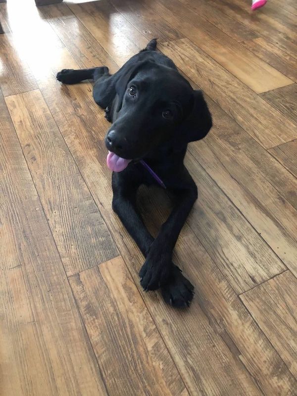 Lost Dog in Live Oak — listing photo