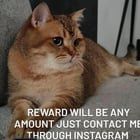 Lost Cat in San Antonio, Texas — listing photo