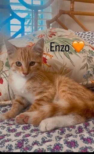 Lost Cat in Columbia, South Carolina — listing photo