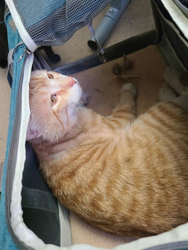 Lost Dog in New York, New York — UPDATE: Stray Cat found in The Bronx
