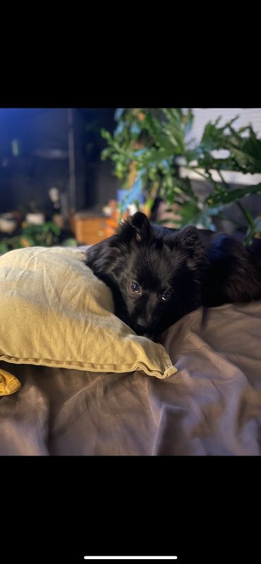 Lost Dog in Adelanto — listing photo