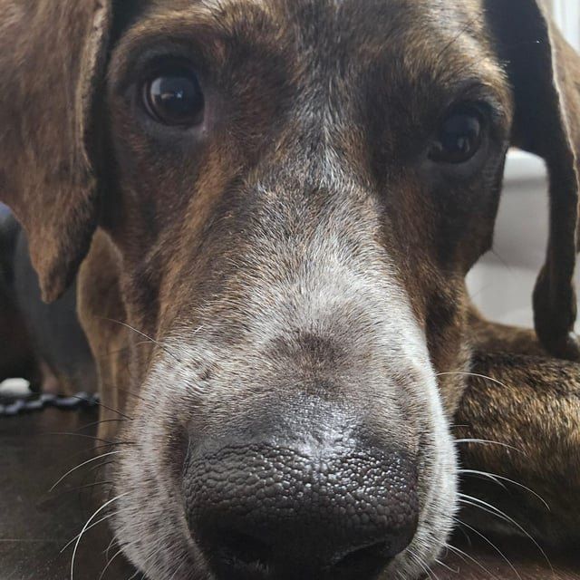 Lost Dog in Chattanooga, Tennessee — Update - Lost dog