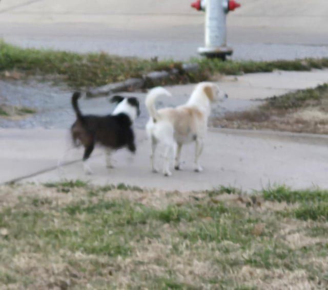 Lost Dog in Wichita, Kansas — Two lost dogs wandering near Funston and Old Manor in southeast Wichita