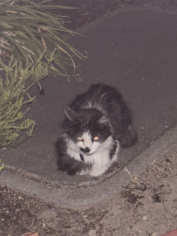 Found Cat in Hayward, California — listing photo