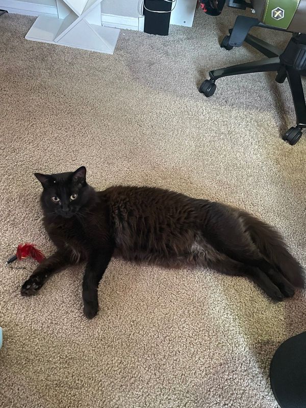 Lost Cat in Las Vegas, Nevada — listing photo