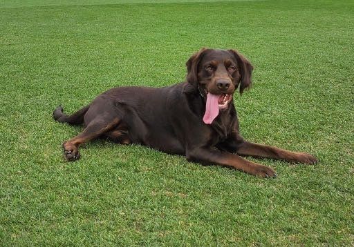 Lost Dog in Tucson, Arizona — listing photo