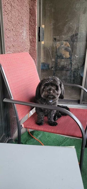 Lost Dog in Las Vegas, Nevada — listing photo