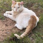 Found Cat in Chino, California — listing photo