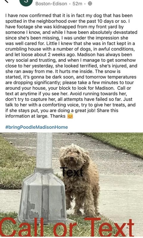Lost Dog in Boston, Massachusetts — listing photo