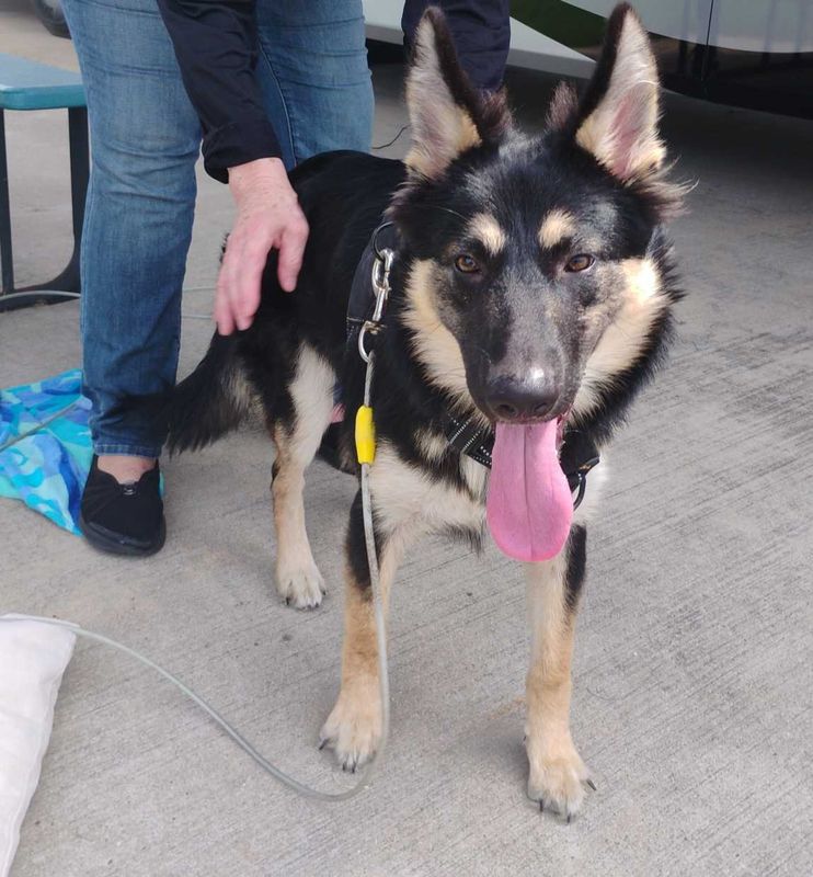 Found Dog in Brookshire — listing photo