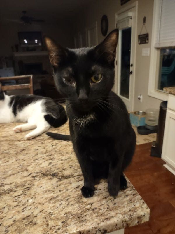 Lost Cat in Jefferson — listing photo