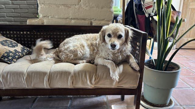 Lost Dog in Albuquerque, New Mexico — listing photo