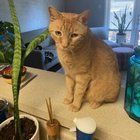 Lost Cat in Roy, Utah — listing photo