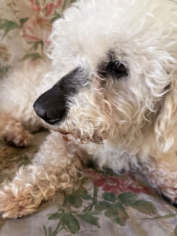 Found Dog in Fresno, California — listing photo