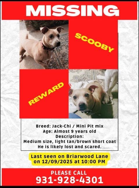 Lost Dog in Manchester, New Hampshire — listing photo