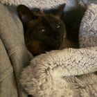 Lost Cat in Sacramento, California — listing photo