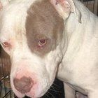 Found Dog in Kansas City, Missouri — My friend found this dog yesterday