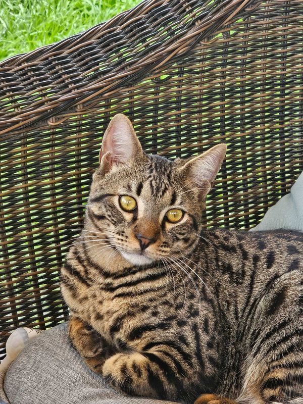 Lost Cat in San Antonio, Texas — listing photo