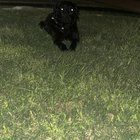 Found Dog in Oklahoma City, Oklahoma — listing photo