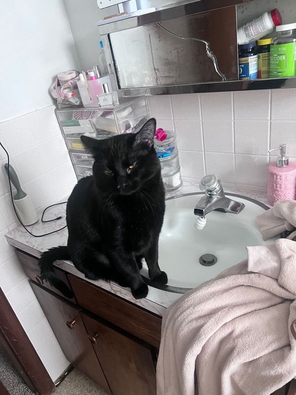 Lost Cat in Colorado Springs, Colorado — listing photo